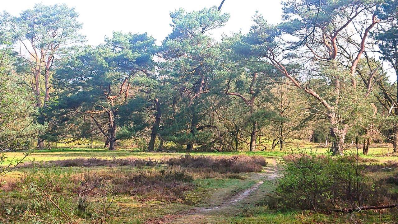 Anloo *Butterfly* Heerlijke Chalet Met Omheinde Tuin In Bosrijke Omgeving.ヴィラ エクステリア 写真